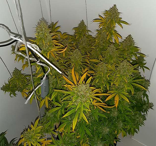 Фотосессия и отключение световых приборов Gorilla Cookies Auto от FastBuds