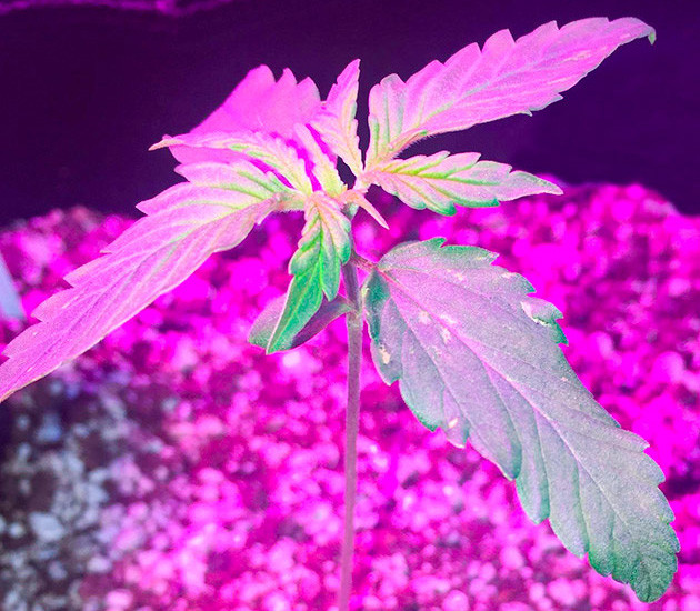 Растение Zkittlez Auto