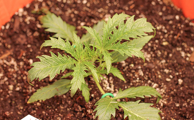 Странная форма листьев Purple Juice Auto