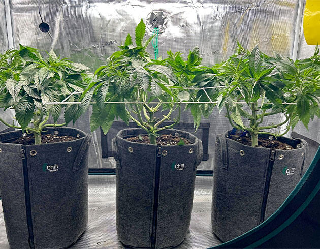 Кусты RS11 x Banana OG от Barney's Farm на 6 неделе