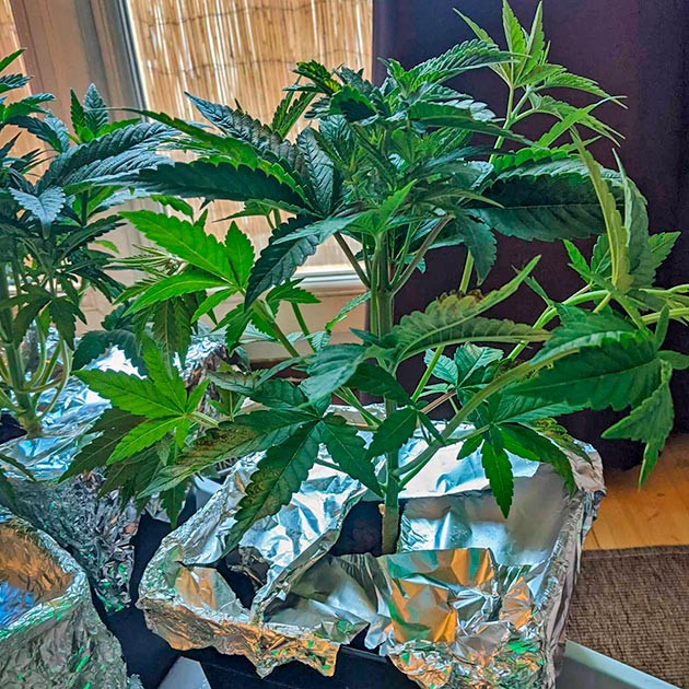 Кусты Bruce Banner #3 на стадии вегетации