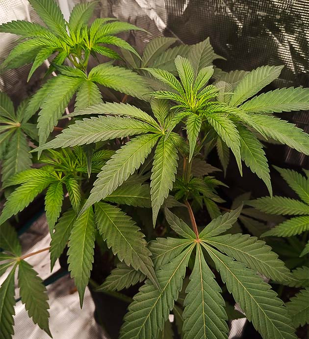 High Society: активный рост и дефолиация