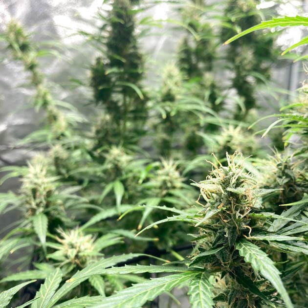 Промывка конопли Куст Rock Machine Auto на 11-12 неделе