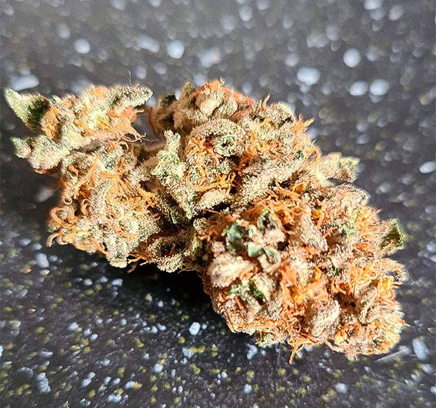 Сухое соцветие Gorilla Cookies Auto Шишка конопли после этапа просушки