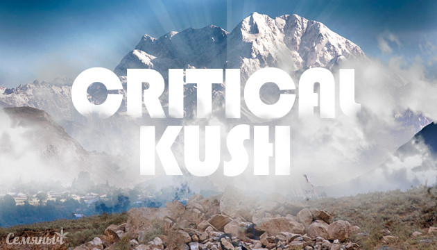 Горная родина Critical Kush