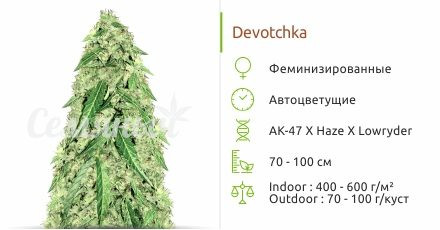 Devotchka auto от Doctor’s Choice