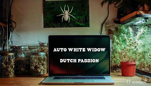 Гроурепорт сорта Auto White Widow от Dutch Passion