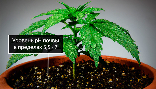 Почвосмесь для выращивания Уровень pH почвы для конопли