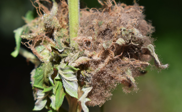 Стебель пораженный серой плесенью