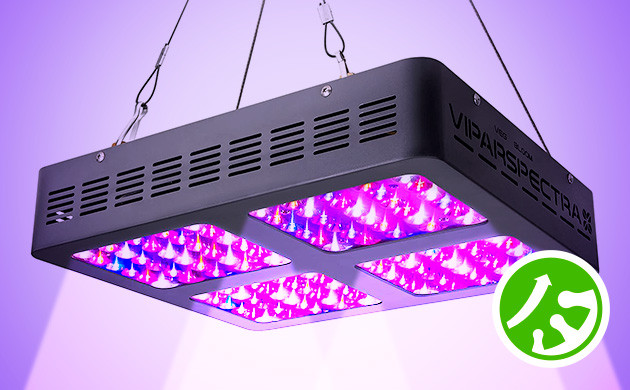 Увеличение количества трихом в каннабисе с помощью ультрафиолетовых ламп