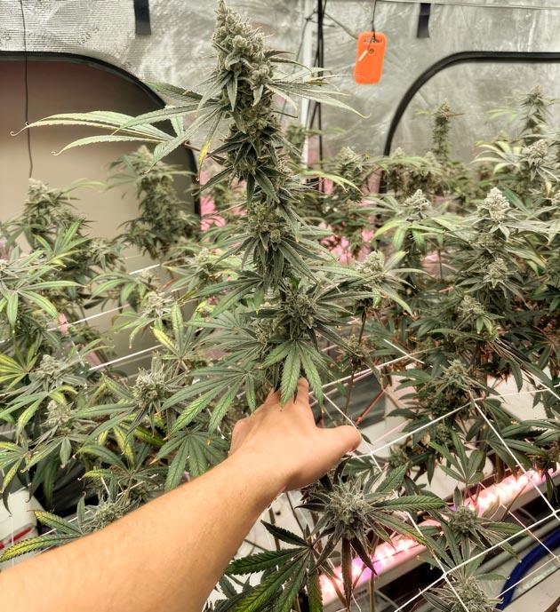 Кусты марихуаны желто-коричневого цвета