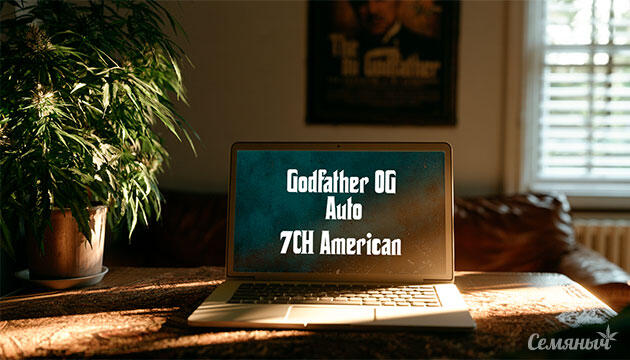 Выращивание сорта марихуаны Godfather OG Auto от 7CH American Гроурепорт сорта Godfather OG Auto от 7CH American