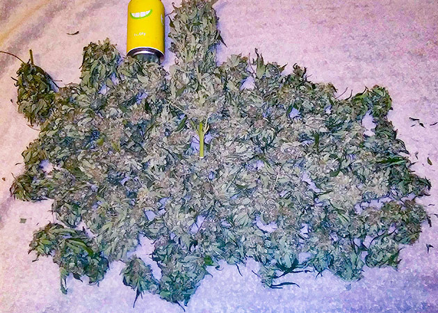 Сухие шишки конопли