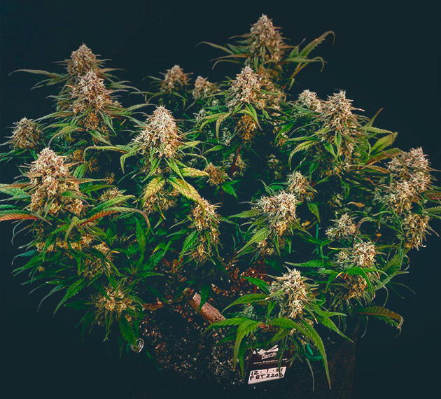 предхарвест кустов Gorilla Zkittlez Auto