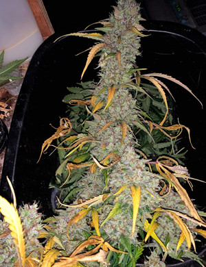 Сбор урожая Срубленная центральная кола