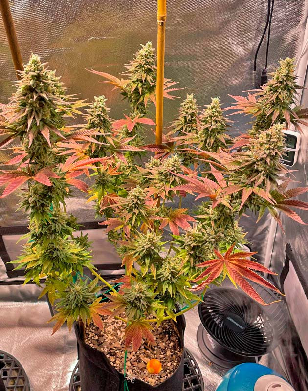 Использование угольного фильтра Куст White Wedding RBX на 14 неделе