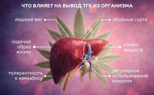 Факторы влияющие на продолжительность сохранения метаболитов ТГК Что влияет на вывод ТГК из организма
