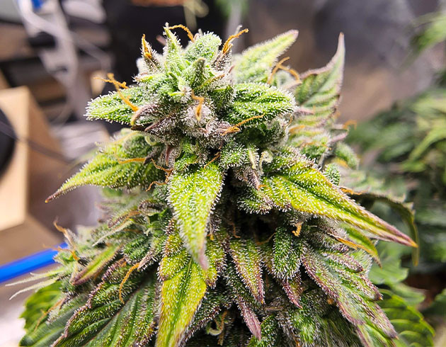 Появление соцветий фиолетового цвета Фиолетовое соцветие CBD Auto 20:1