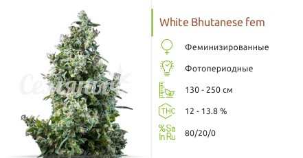 White Bhutanese fem от Mandala Seeds