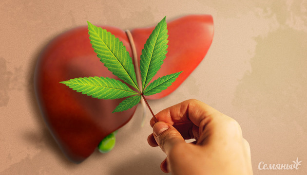 Здоровье печени и каннабис