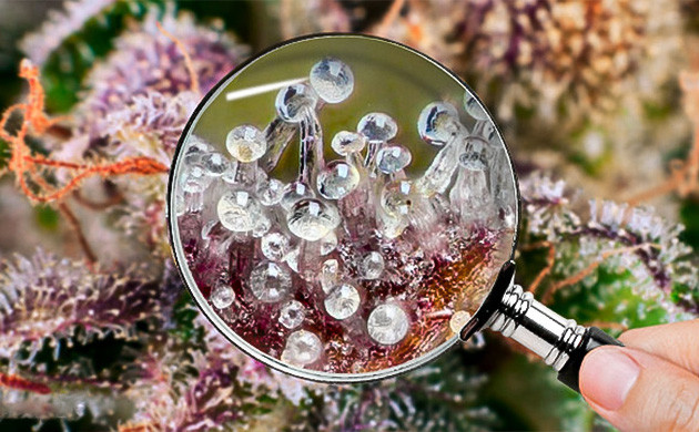 Влияние температуры испарителя на каннабис