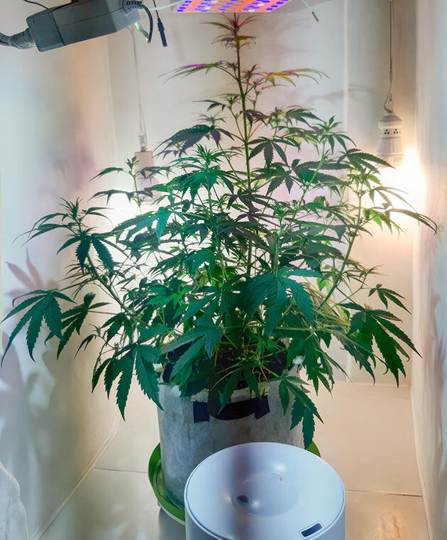 Теснота в боксе Куст Zkittlez Auto от сидбанка Семяныч на 5 неделе