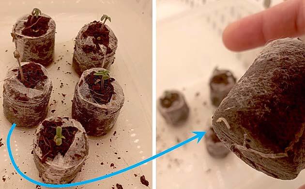 Проращивание семян Проращивание White Widow Auto