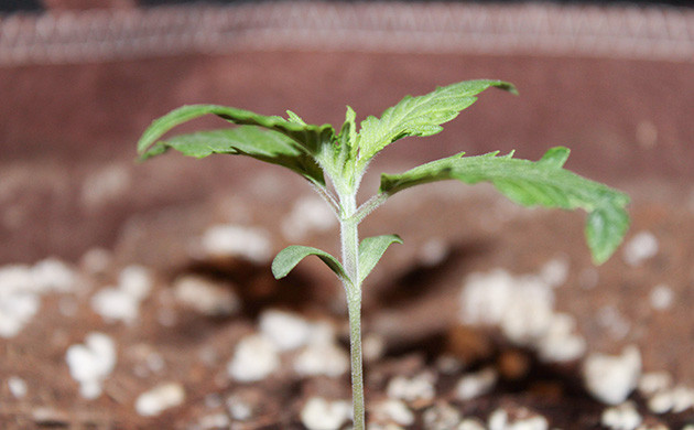 Проращивание Shiskaberry