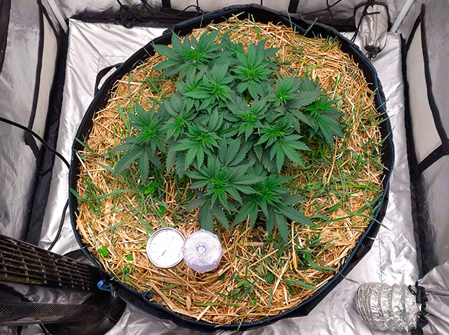 рост марихуаны Blue Gelato 41 на 6-7ой неделе