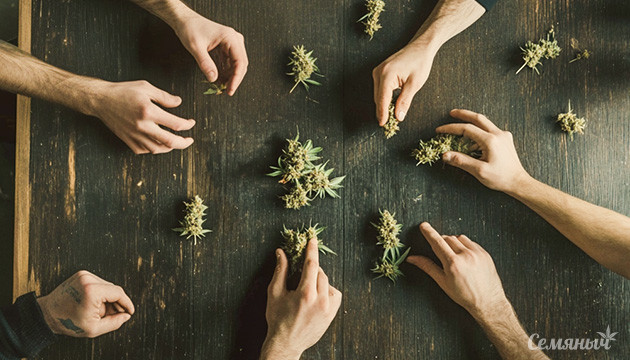 Типы любителей марихуаны Типы стоунеров