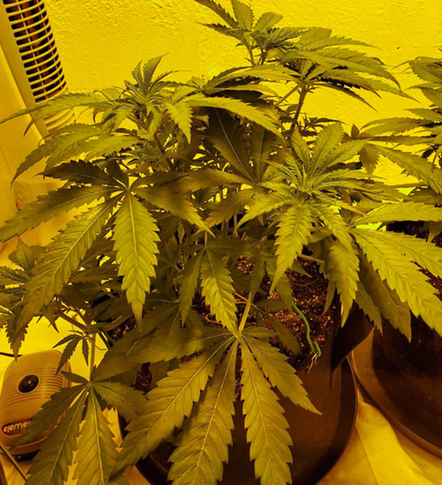 Повышение температуры в гроубоксе Здоровый куст конопли