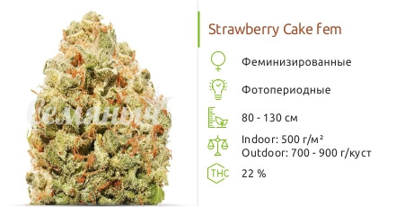 Сорт конопли Strawberry Cake Strawberry Cake fem (Heavyweight Seeds)