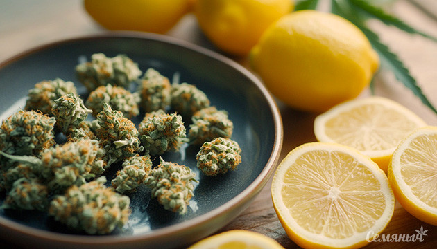 Терпен лимонен и его влияние