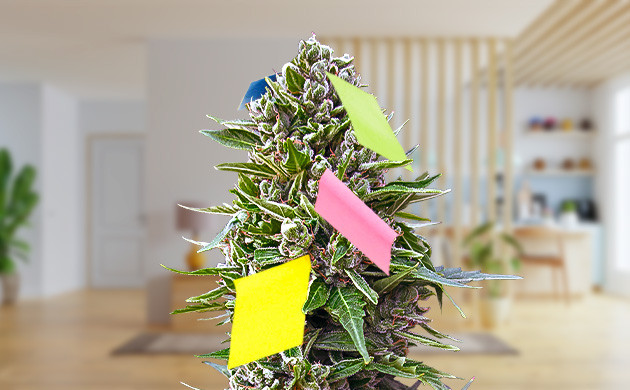 Влияние каннабиса на память Каннабис обклеенный бумажными стикерами