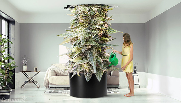 Шишка огромного размера