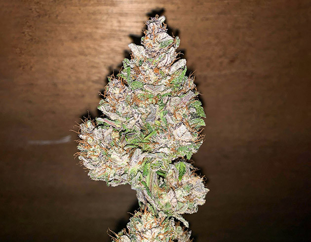 Шишка с фиолетового куста