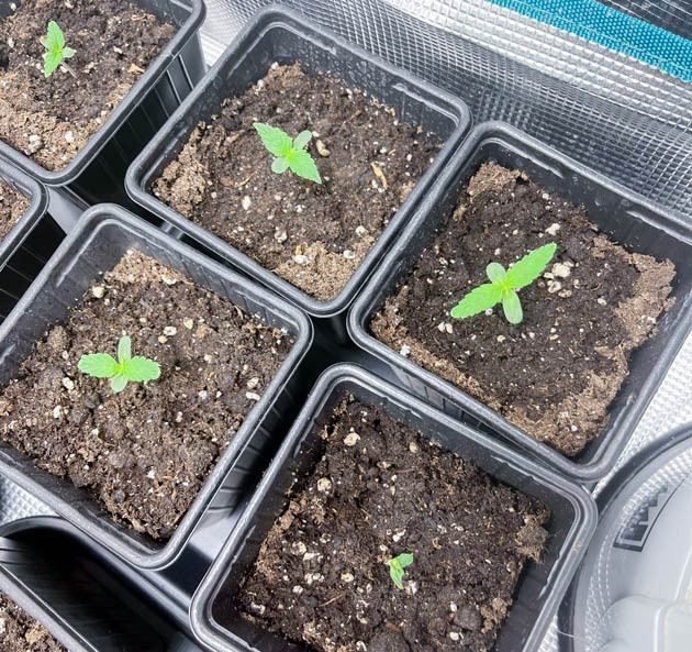 Ростки Titan F1 Auto от сидбанка Royal Queen Seeds