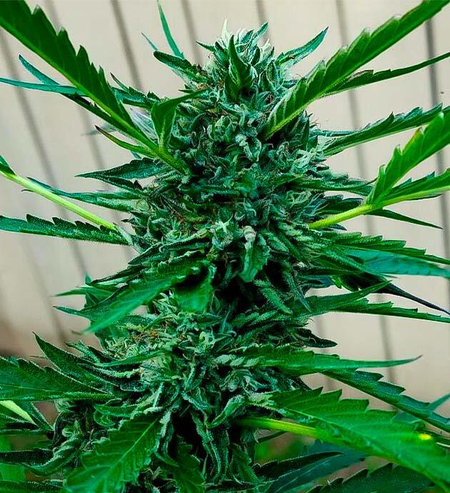 Конопля на 19 неделе роста