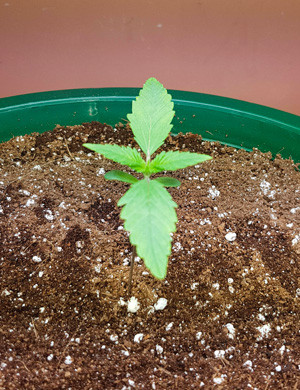 Растишка после высадки в горшок