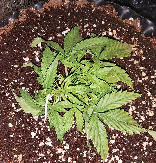 Проблемы с дефицитом питания Желтые листья Super Lemon Haze