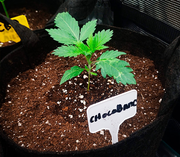 Росток в 11 литровом горшке