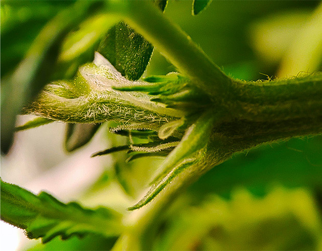 Приятный аромат и активное развитие «Гориллы»