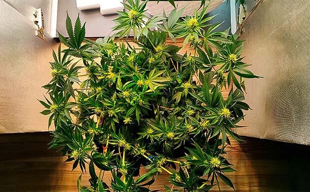 Куст Gorilla Zkittlez от сидбанка Семяныч на 8 неделе