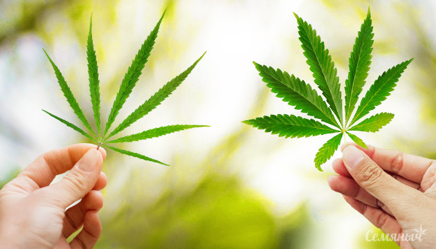 Отличия листа индики от сативы