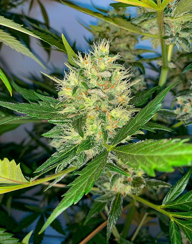 Куст Zkittles Auto от сидбанка Семяныч на 10 неделе