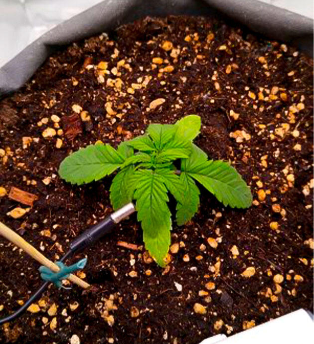 Влияние температуры на развитие марихуаны Каннабис на третьей неделе вегетации