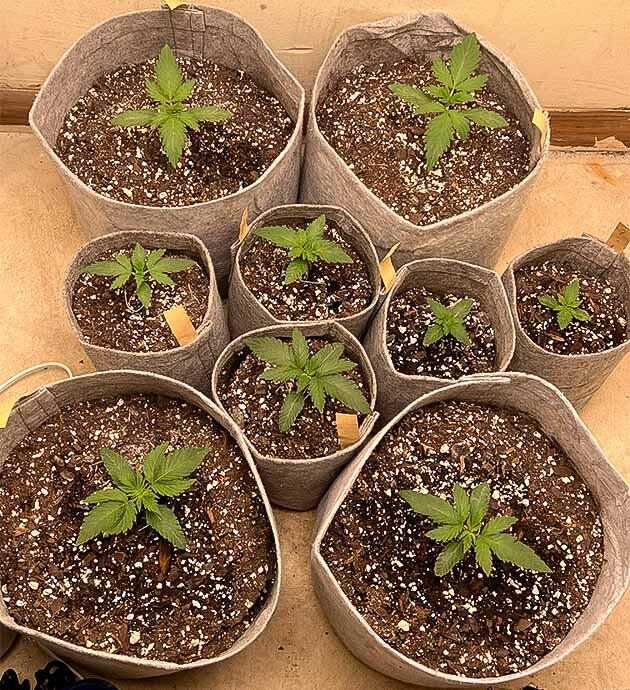 Ростки Mac n’ Jack R1 от Ethos Genetics на 2 неделе