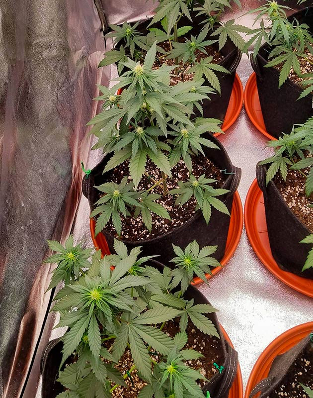 Кусты Purple Punch OG XL Auto на 4 неделе выращивания