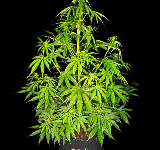 Куст ростом 103 см Куст Guava Auto от FastBuds на 5 неделе выращивания