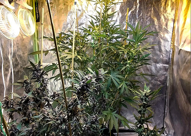 Куст высотой 100 см в гроубоксе